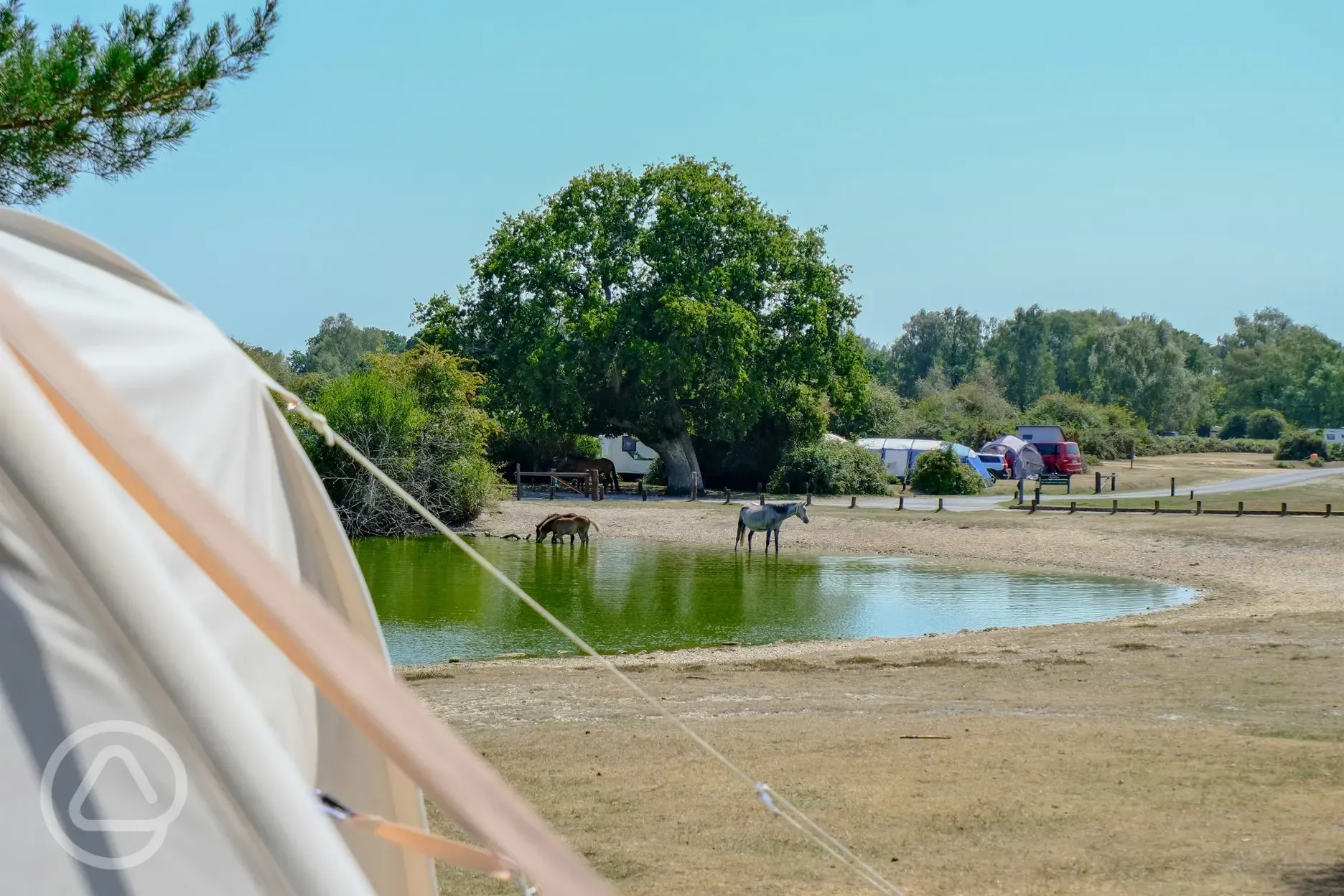 Waterside view from a bell tent with visiting New Forest ponies