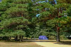 Non electric grass pitches with shady spots under the trees available Non electric grass pitches with shady spots under the trees available