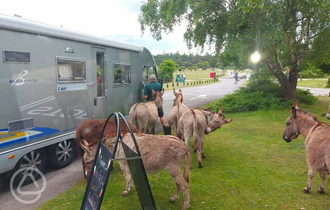 Visiting donkeys