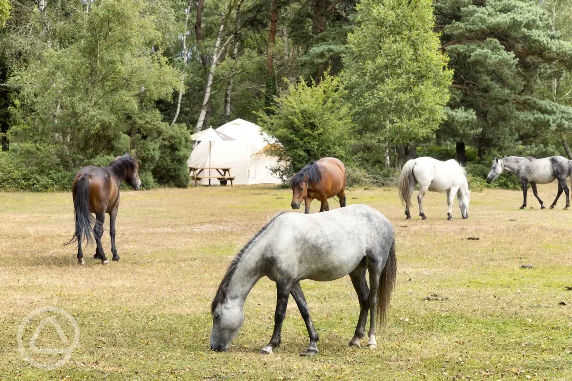 Visiting horses