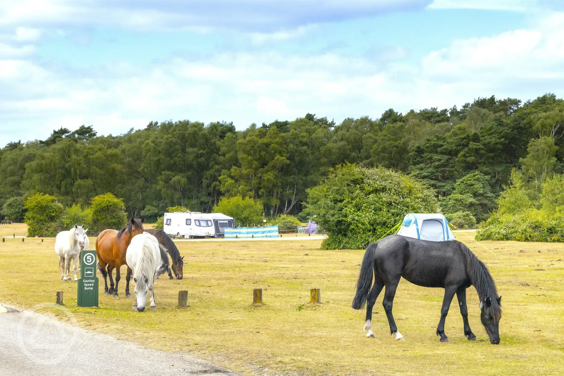 Non electric grass pitches and visiting horses