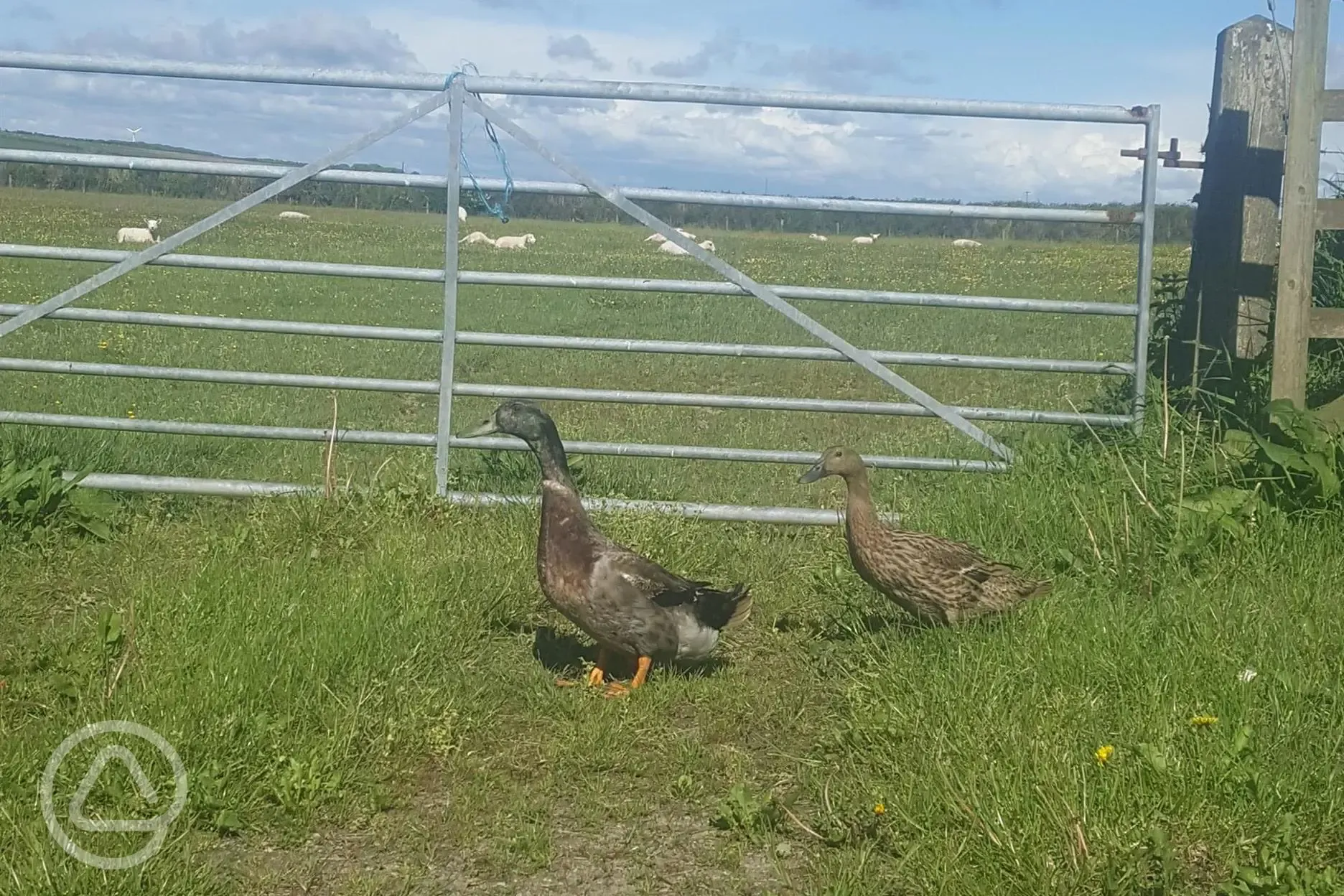 Resident ducks