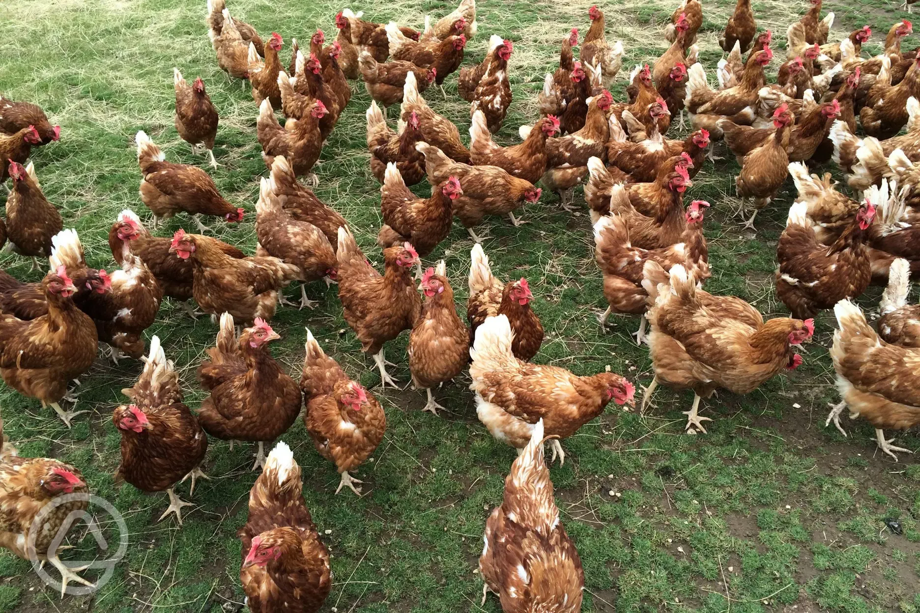Free range chickens on the farm. 