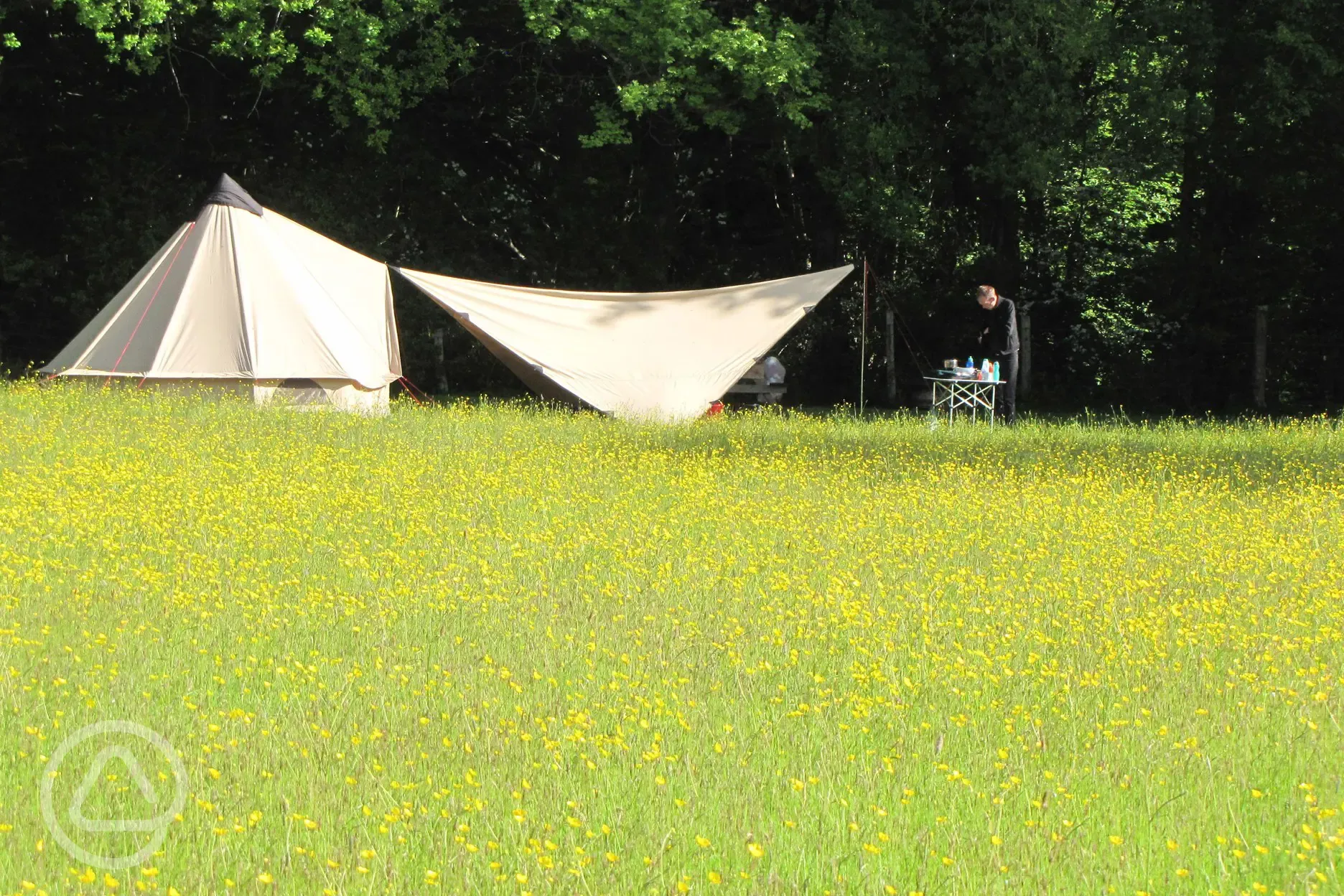 Buttercup pitch