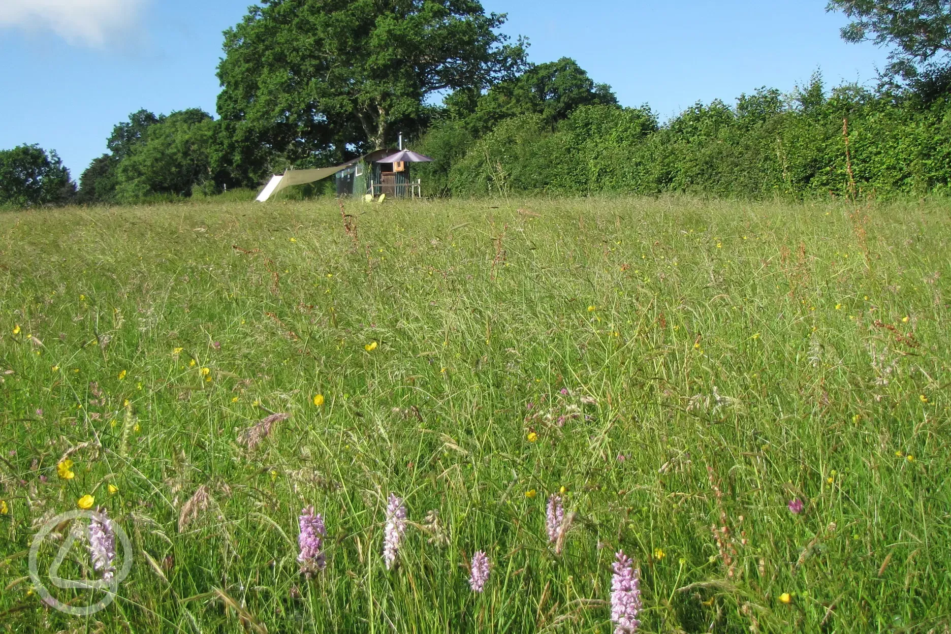 Shepherds hut , wild flowers and Orchids