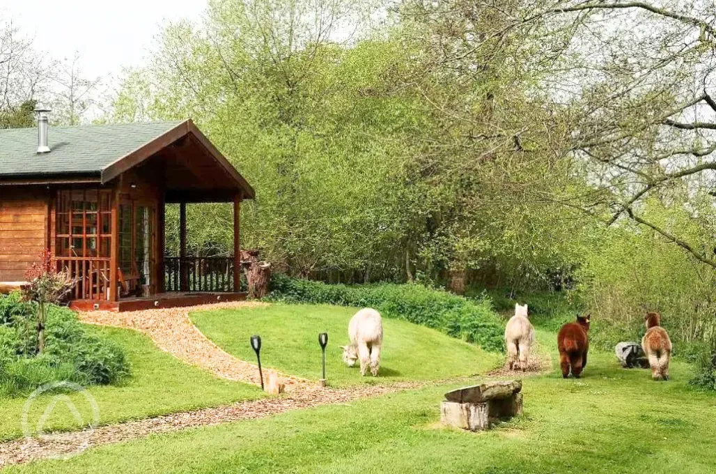 Bluebell Log Cabin with alpacas