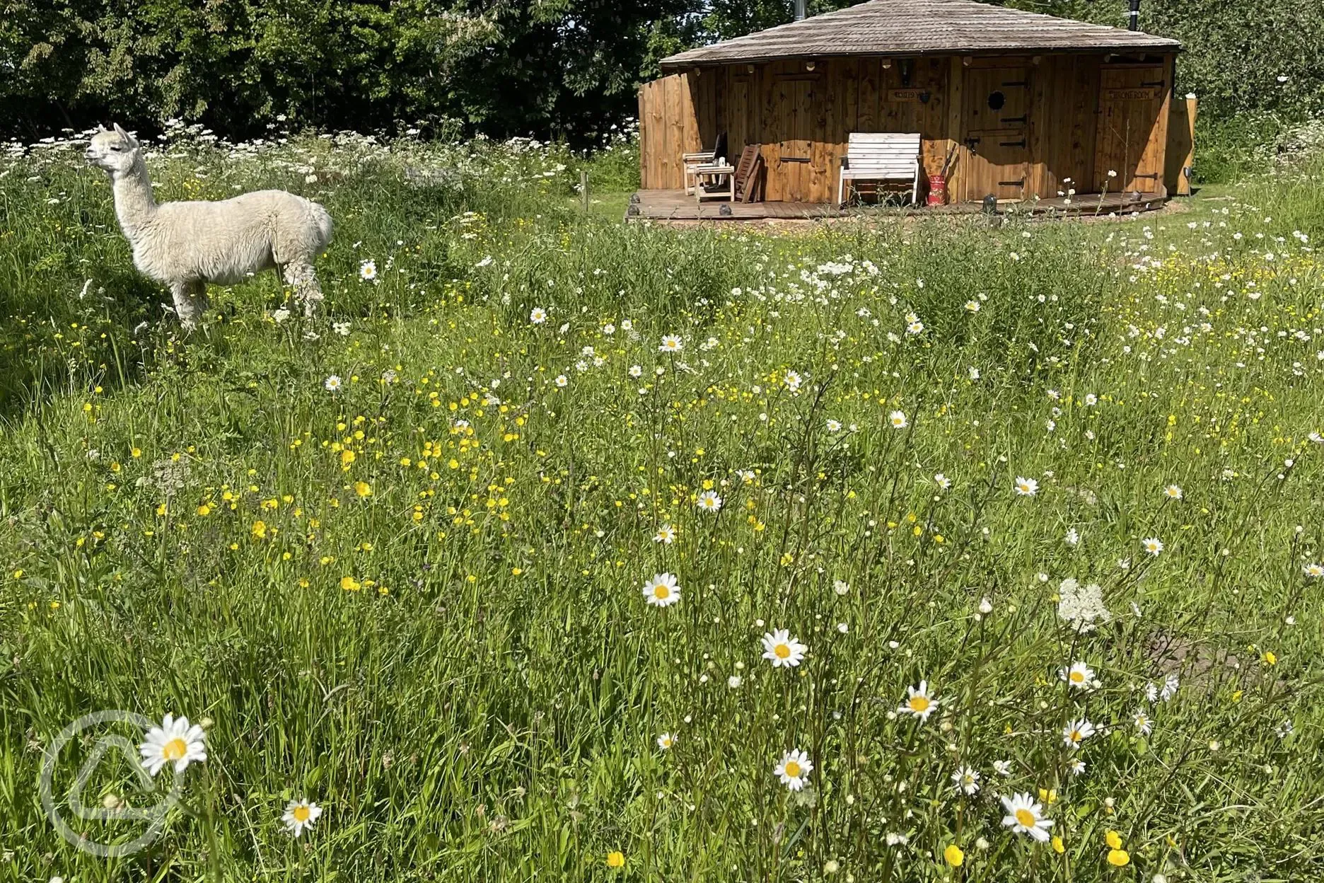 Daisy roundhouse with Cuscoe alpaca
