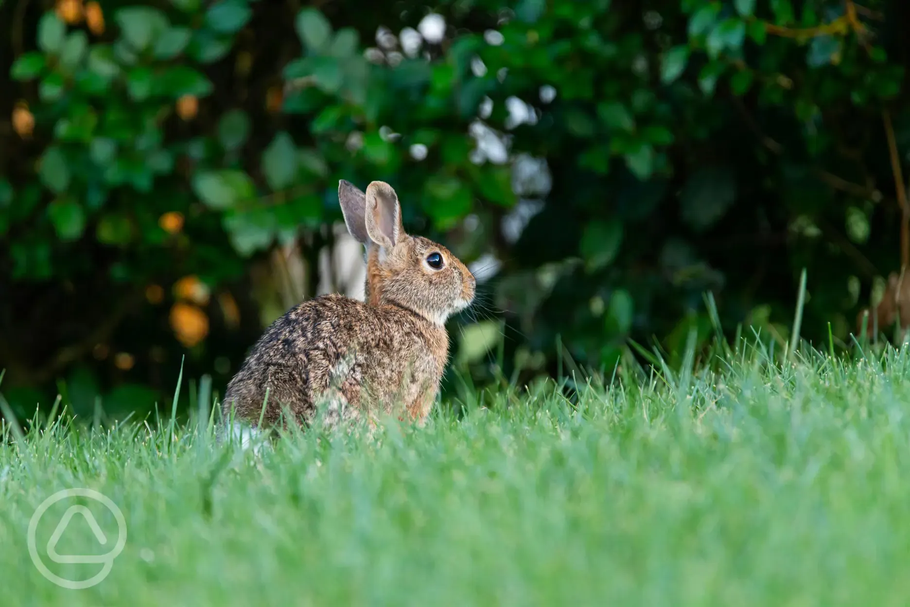 Wildlife onsite