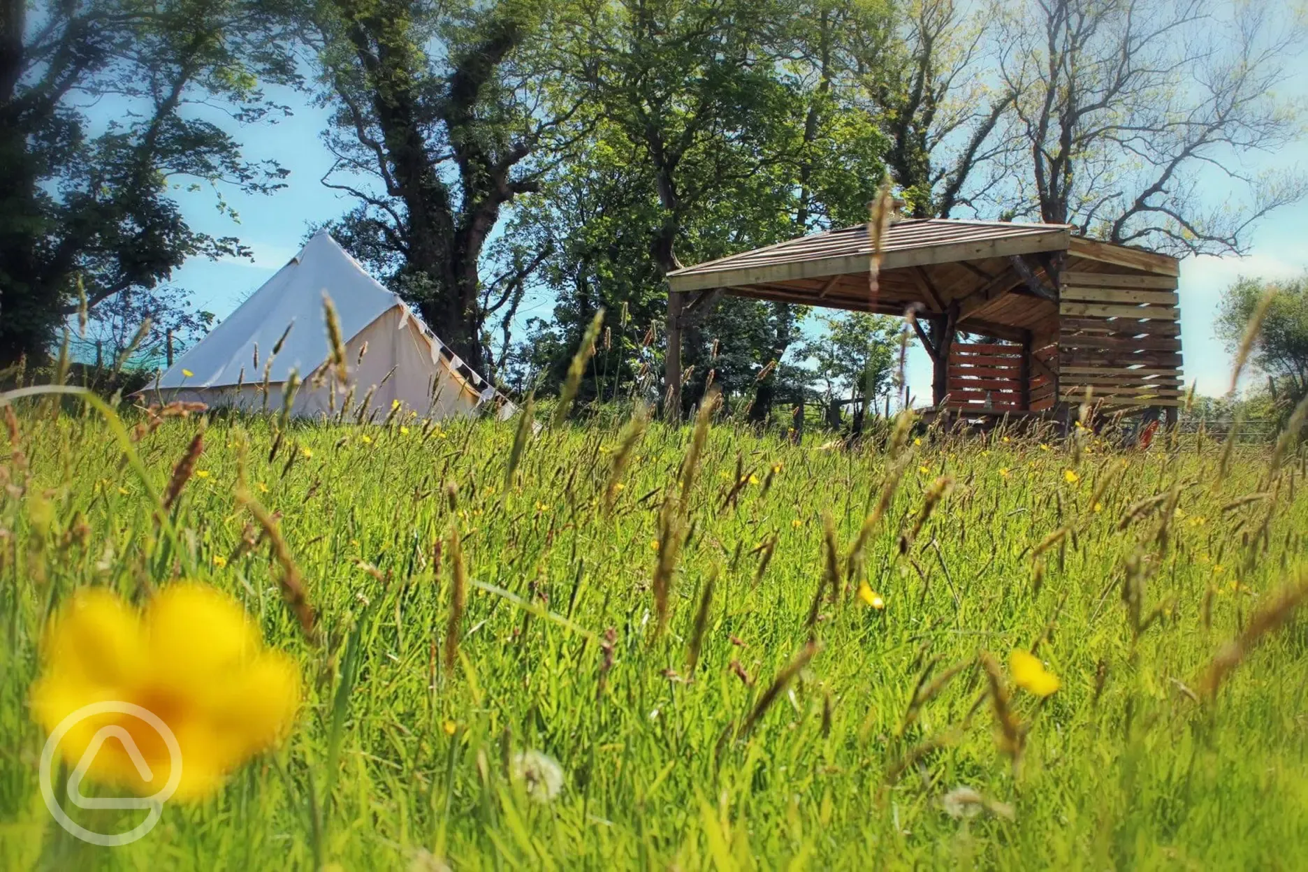 Wildflower meadow 