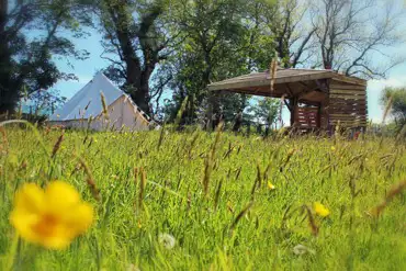 Wildflower meadow 
