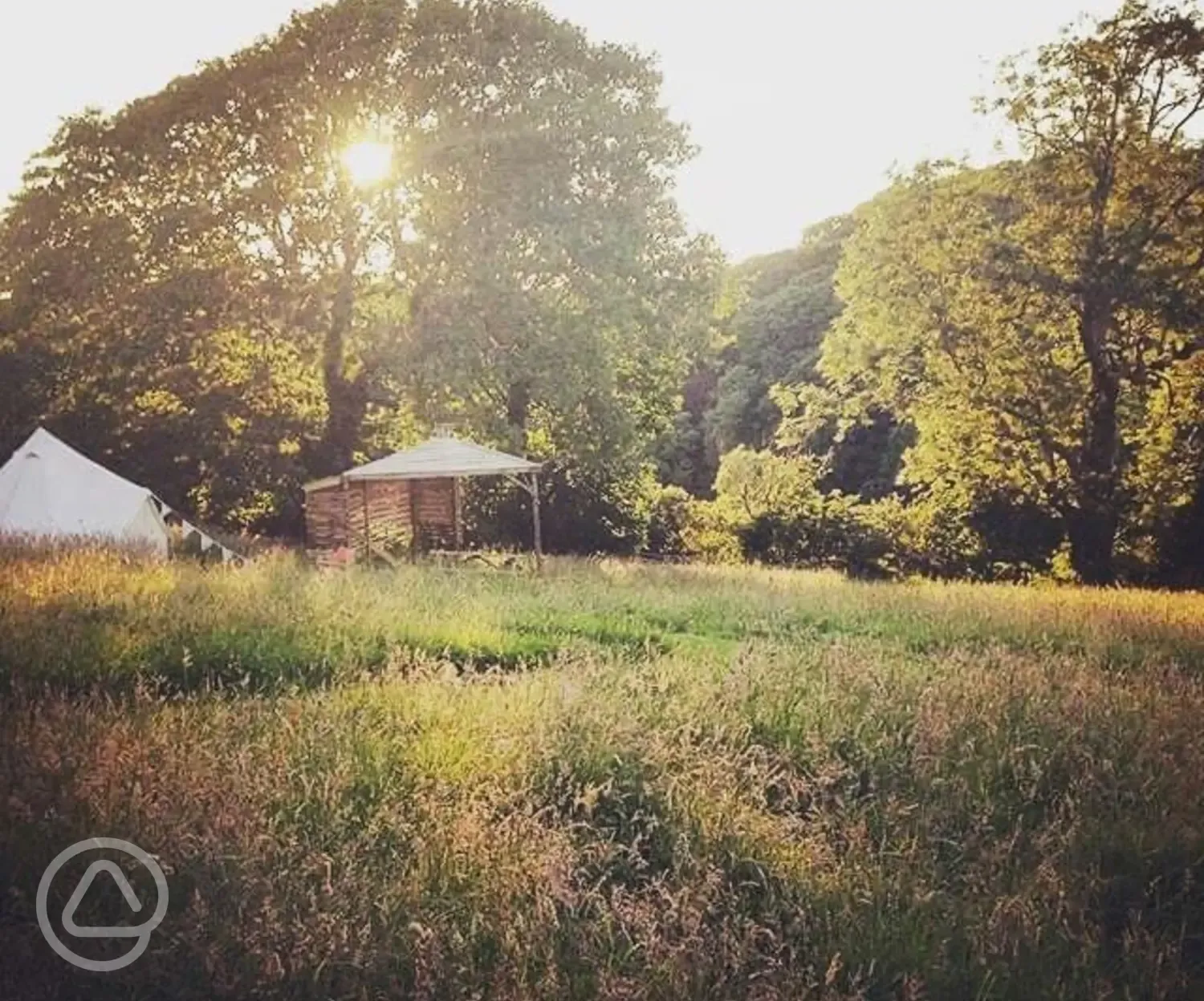 Wildflower meadow