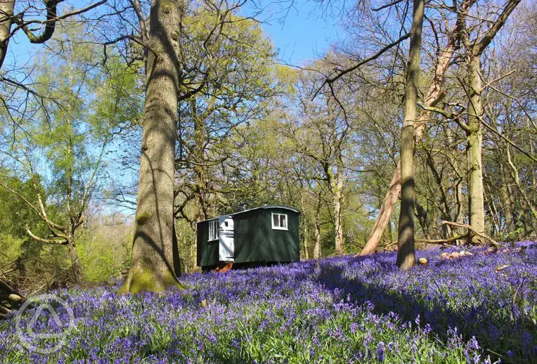 One of our seven shepherds huts.