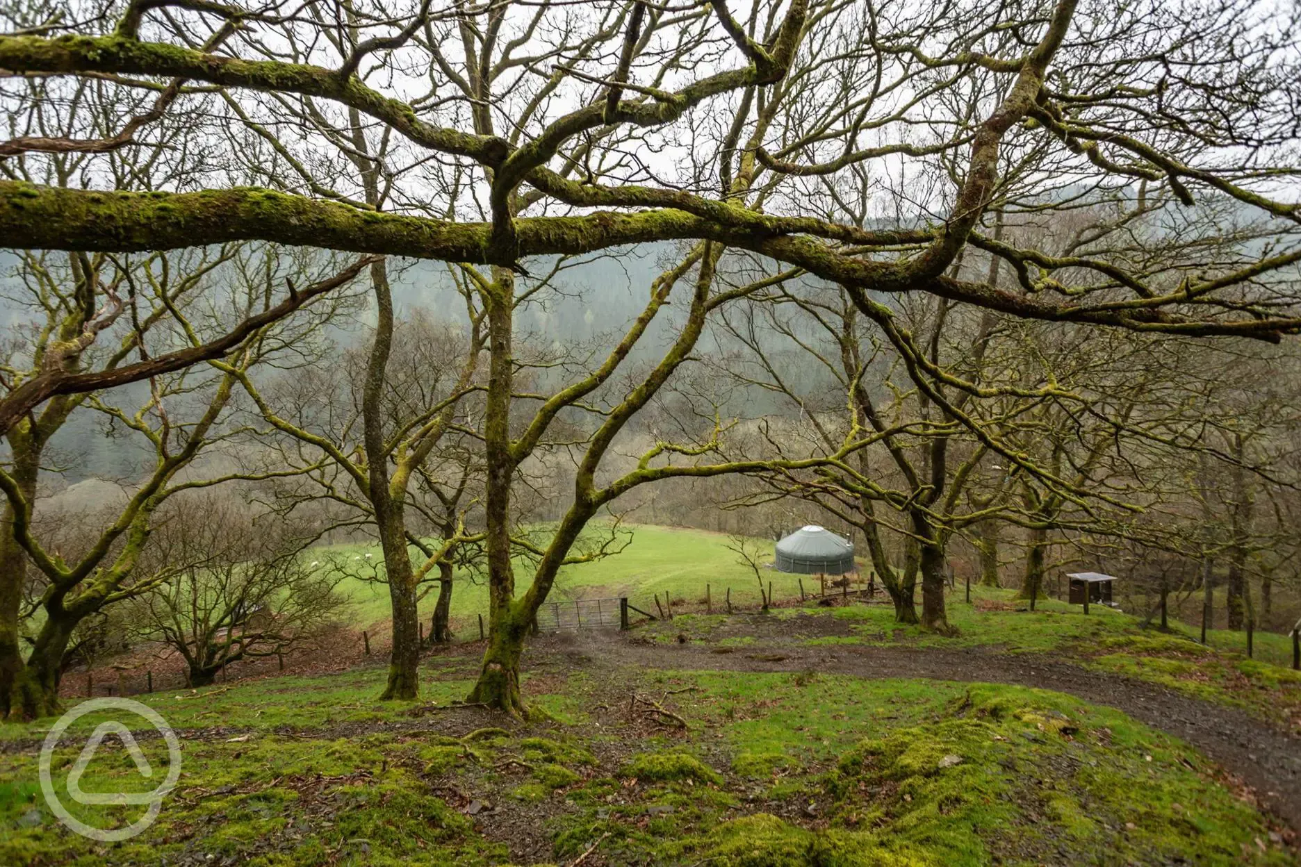 Yurt through the woodland