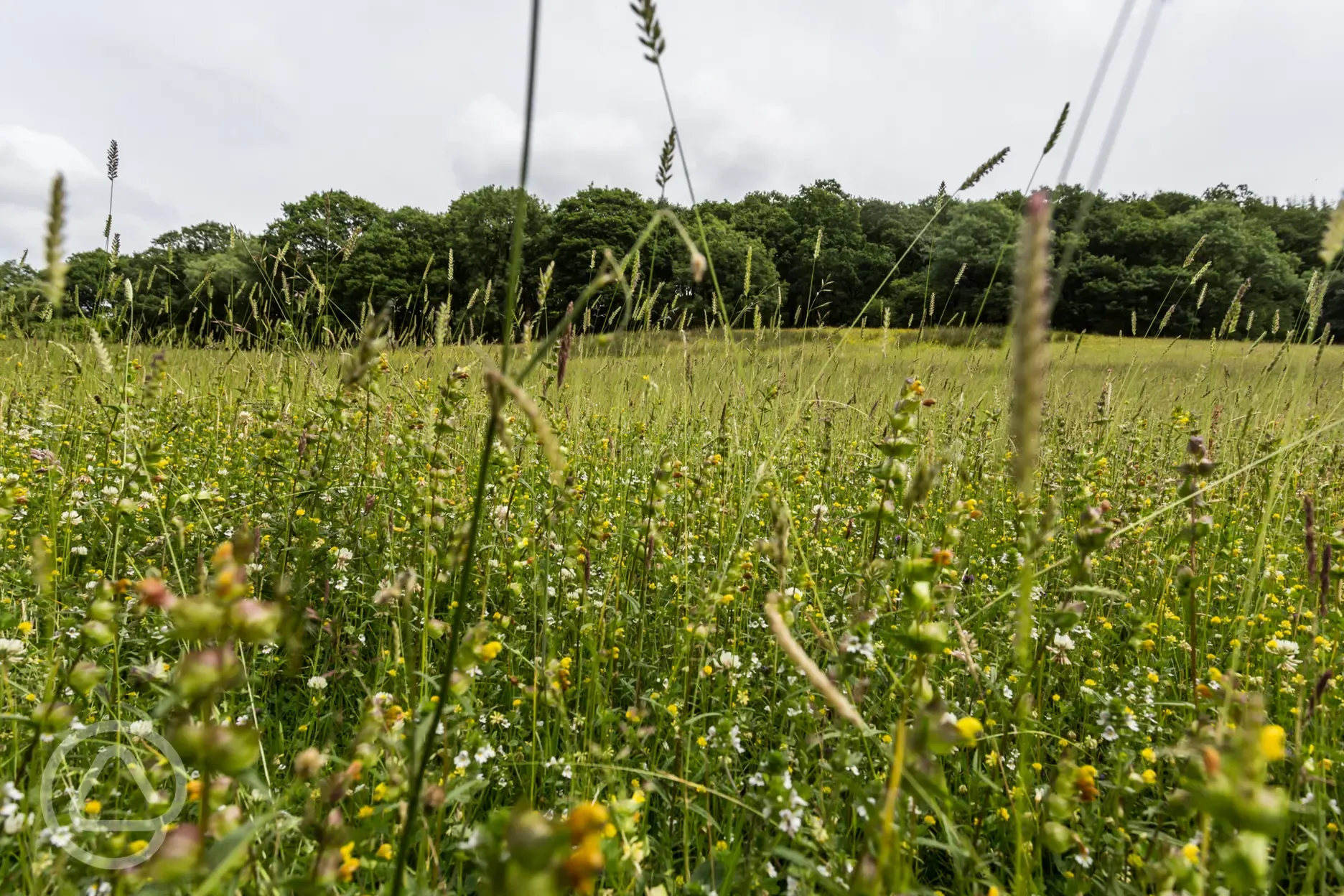 Wildflower meadow