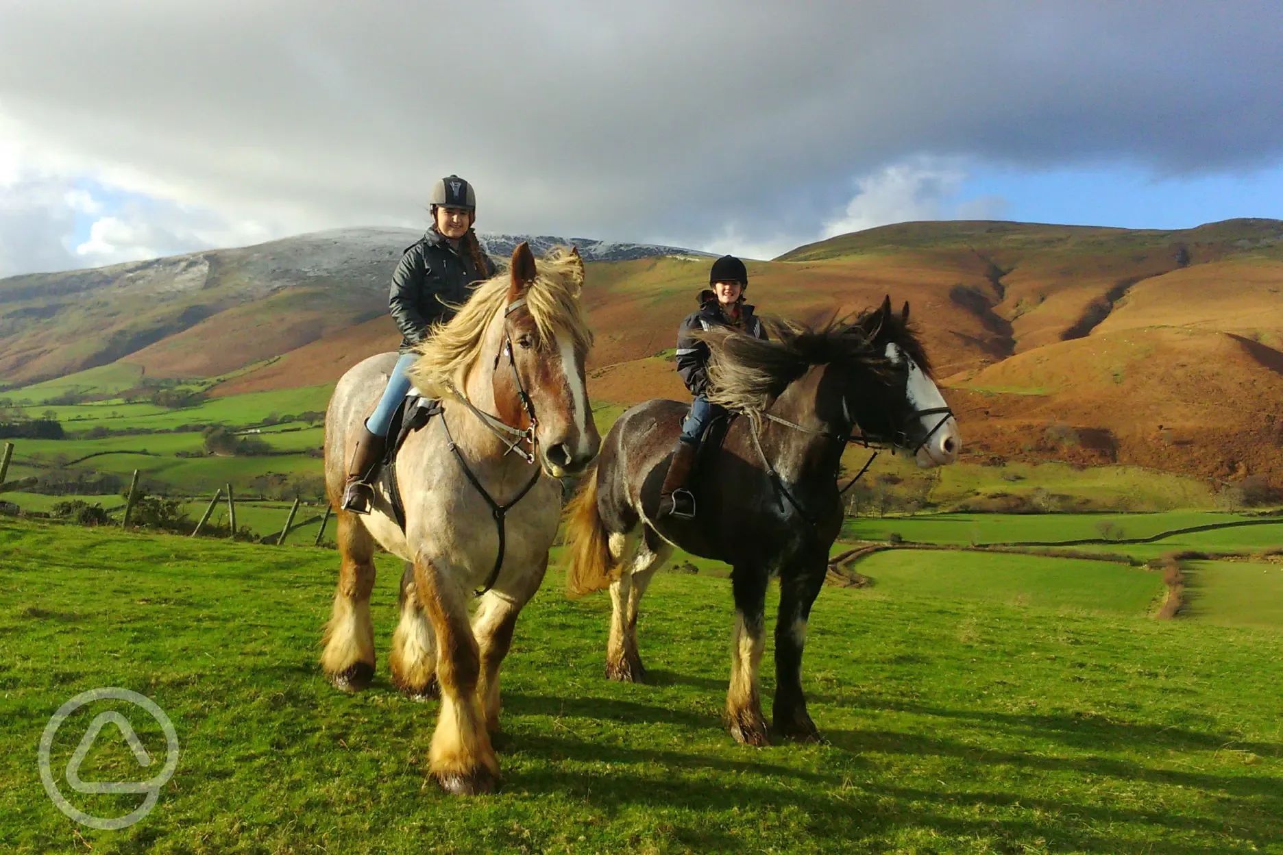 Neighbouring Cumbrian Heavy Horses