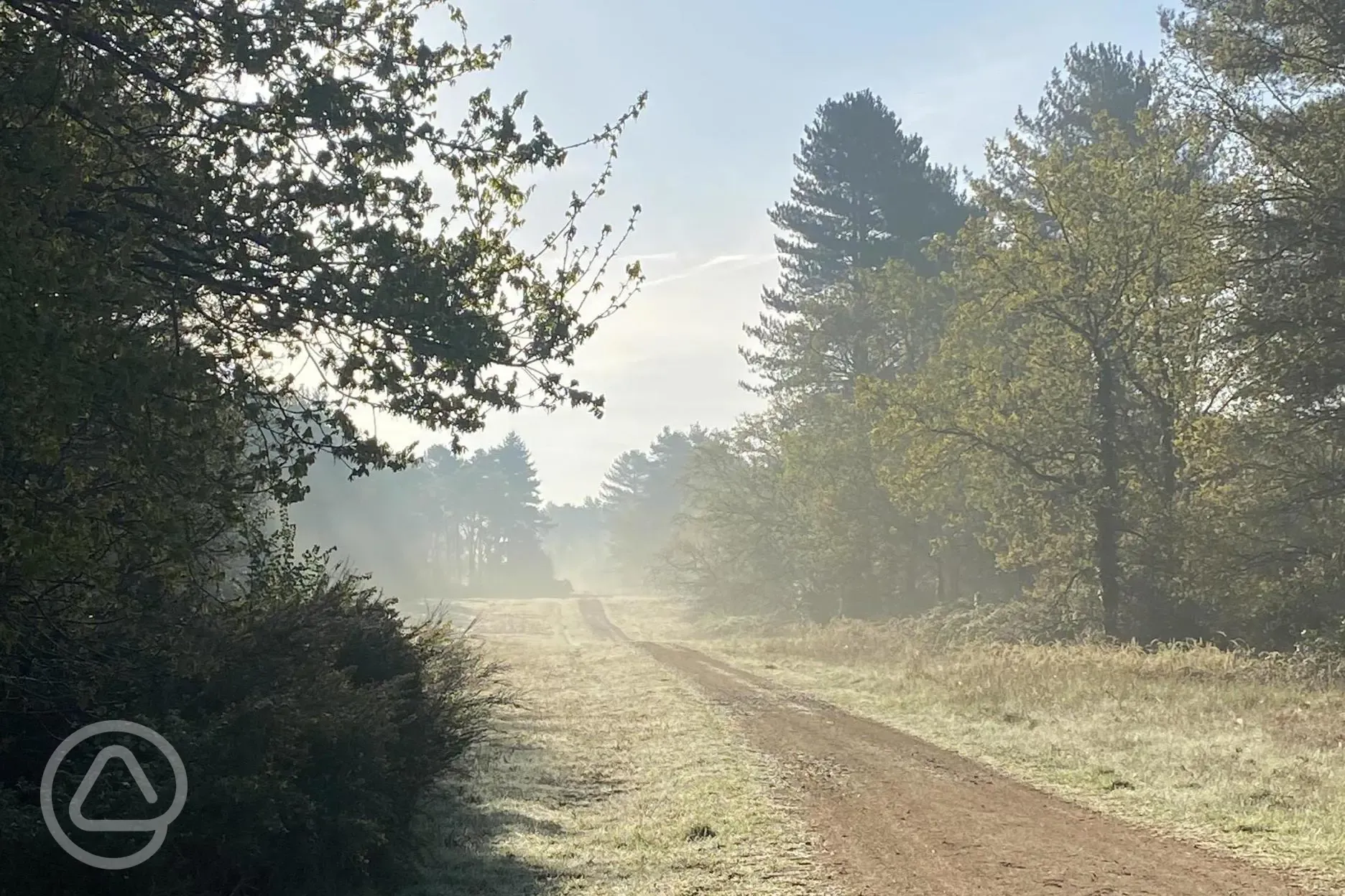 Kings Forest