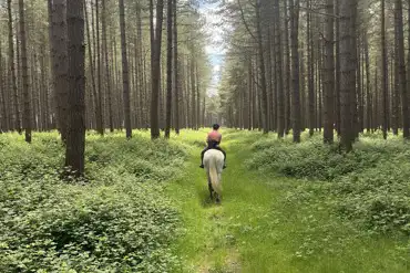 Horse riding through the forest