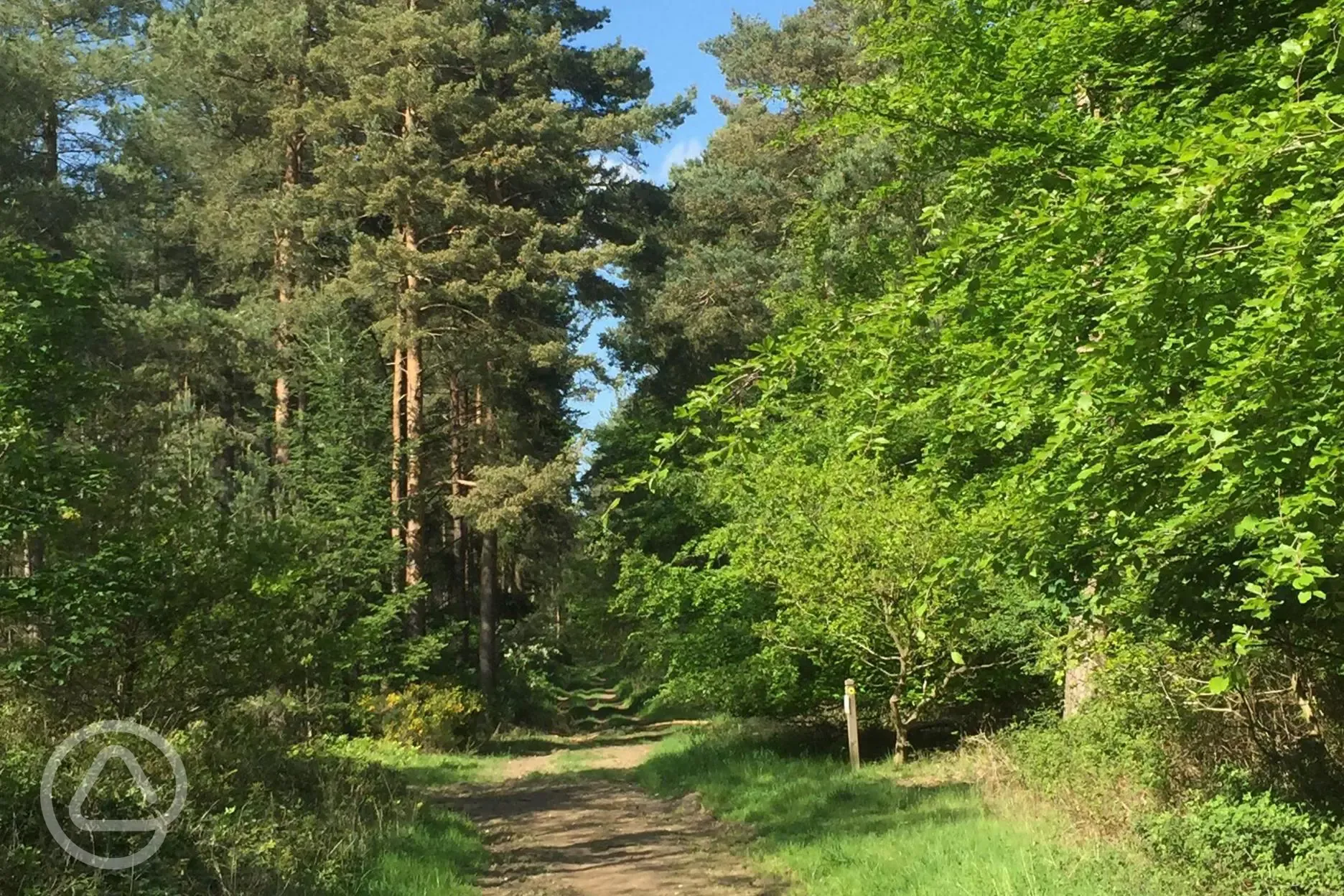 Explore the many foot paths in Kings Forest 