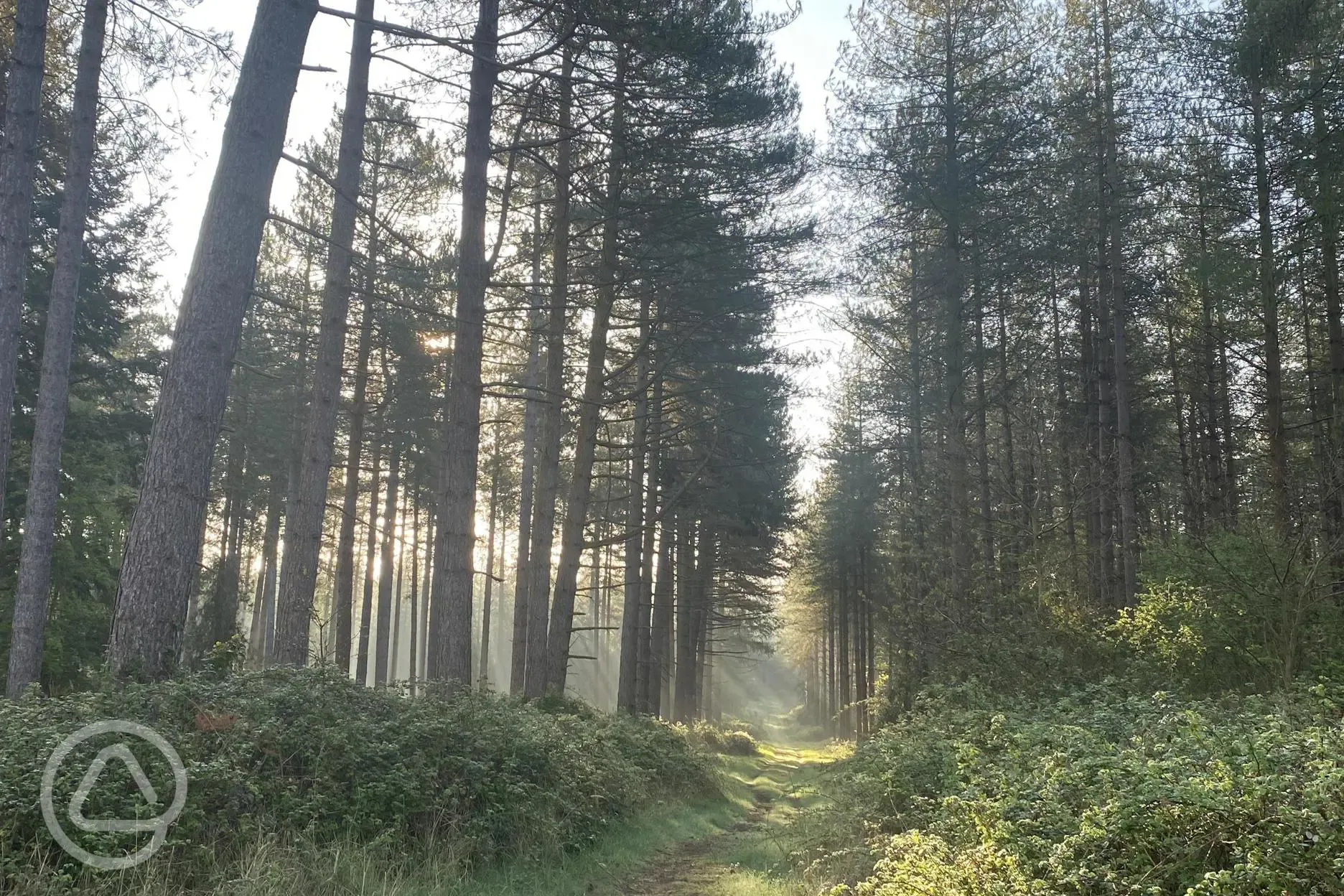 Kings Forest 