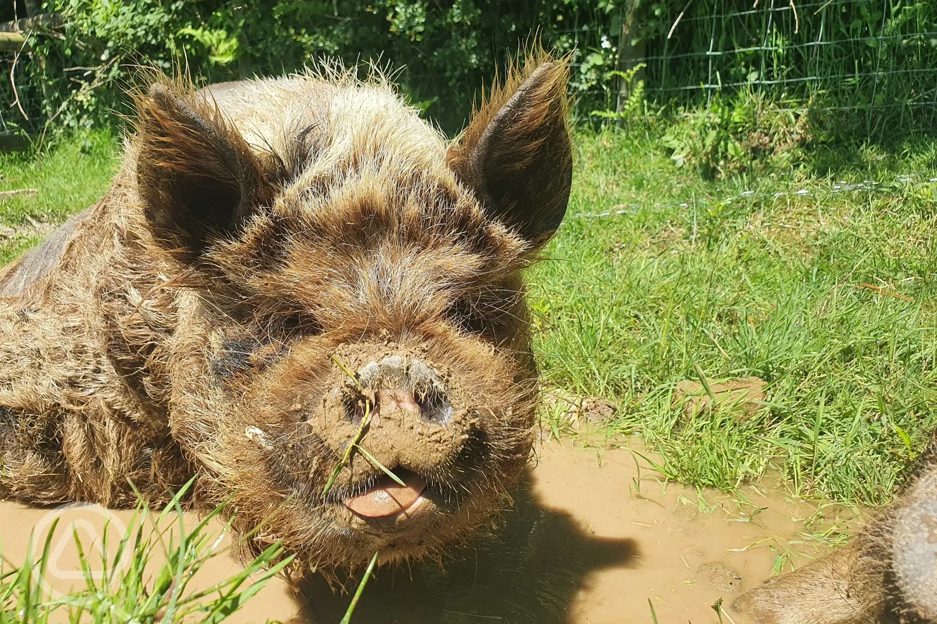 Kunekune pigs