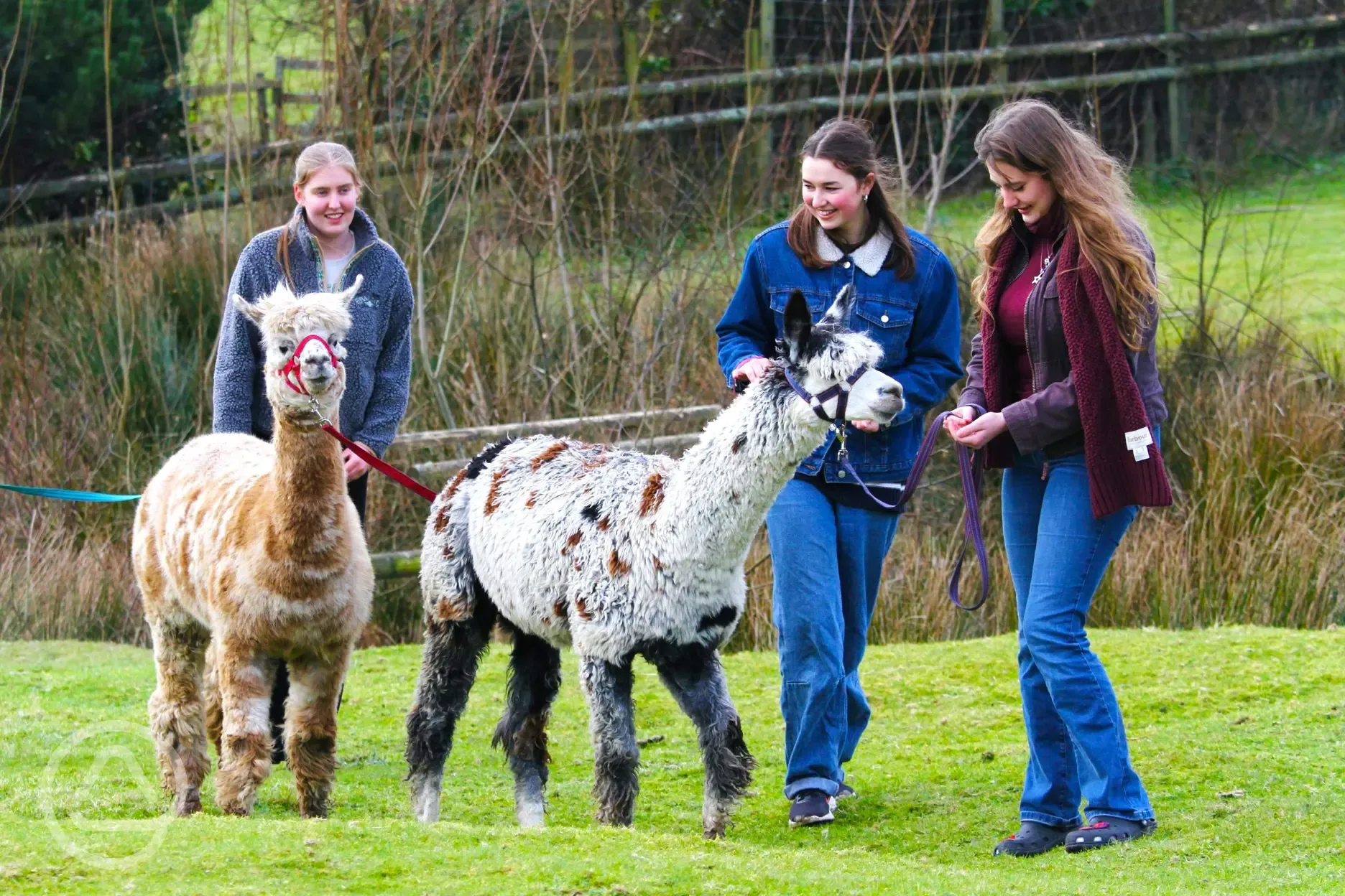 Alpaca experiences