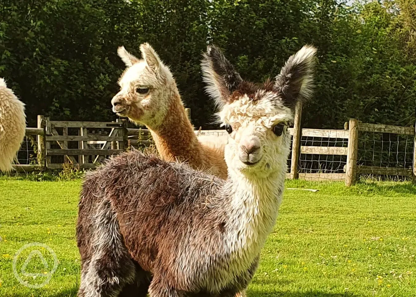Animals: Alpacas to meet and feed