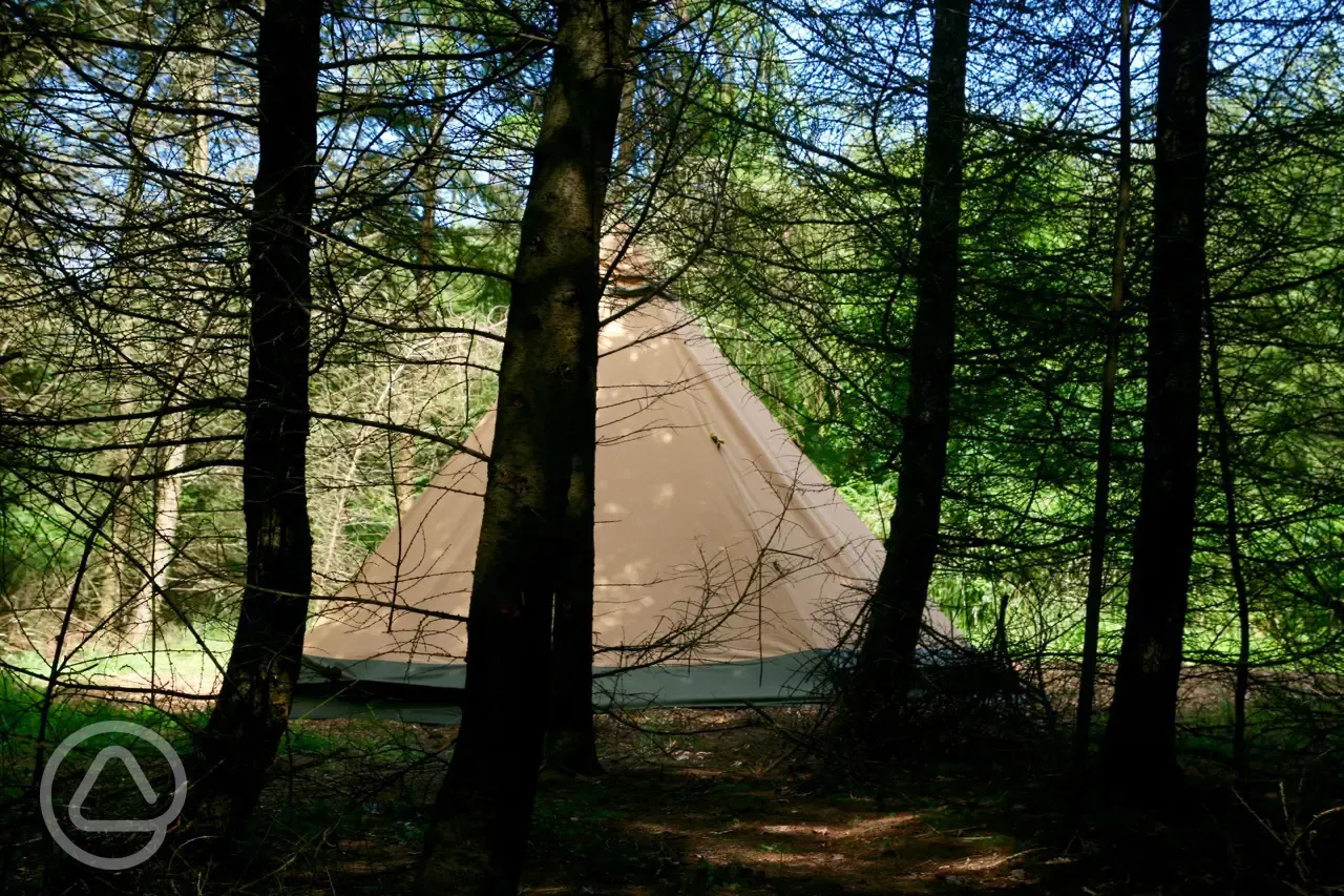 One of our pitches - Larch Hill - nestled into the woods