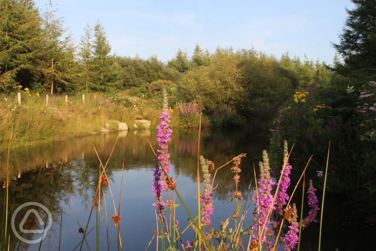 There are a couple of ponds on the site which attract all sorts of wildflowers and dragonflys