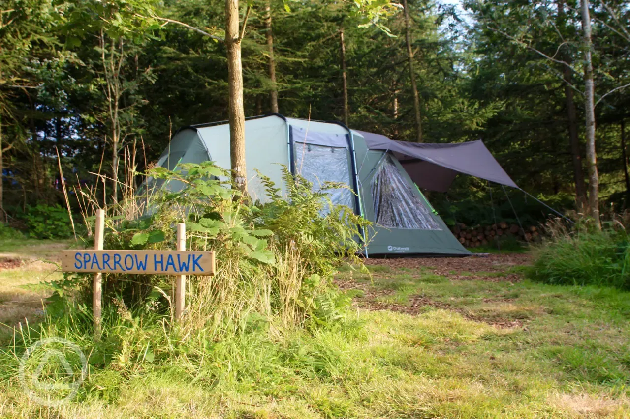 Woodland camping pitch