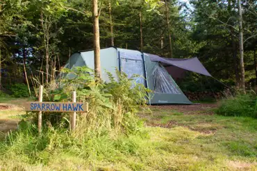 Woodland camping pitch