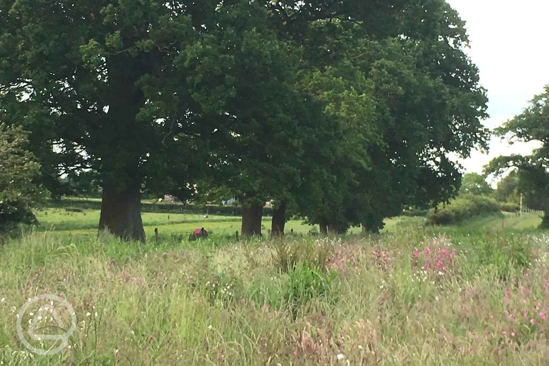 Wild flowers next to campsite