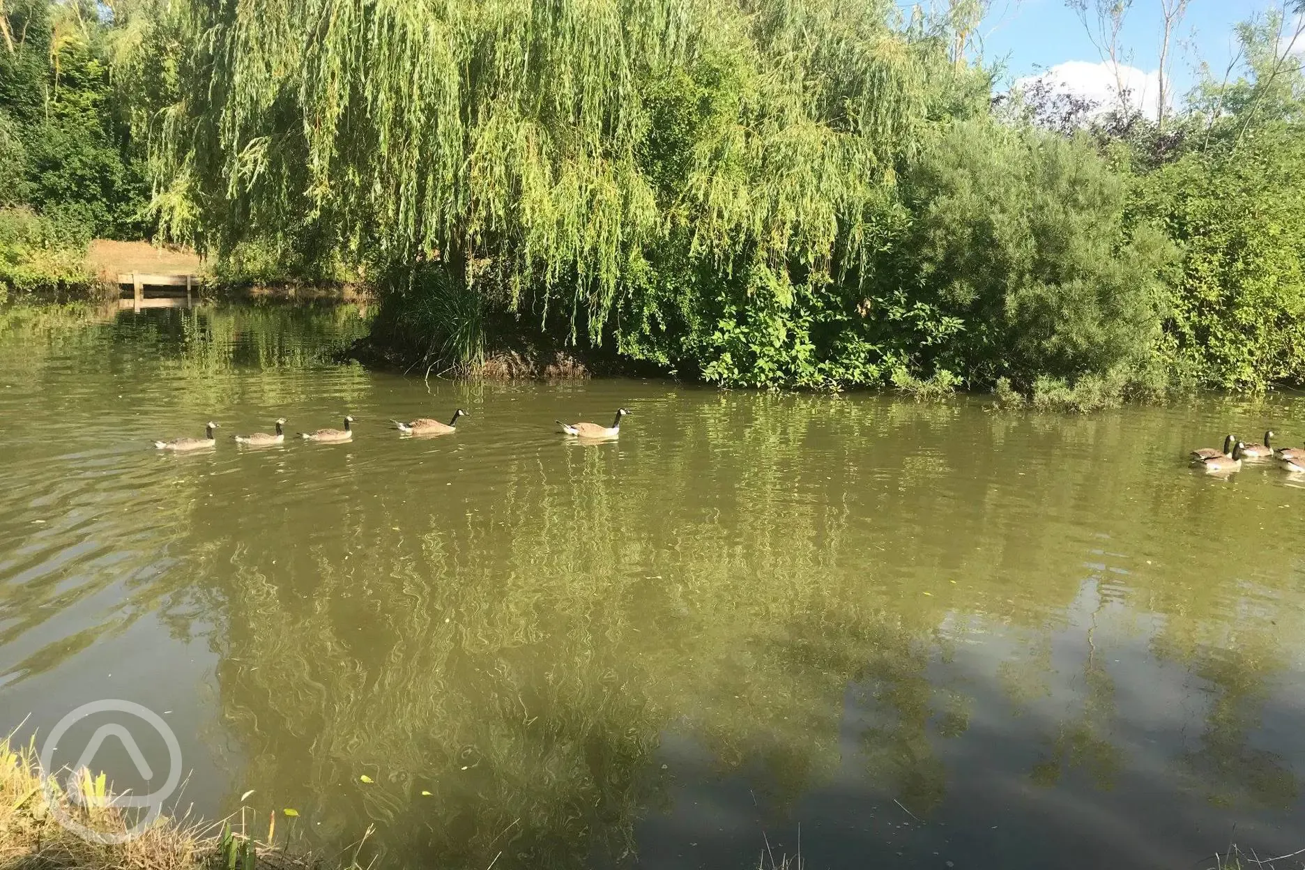 Geese on the fishing lake