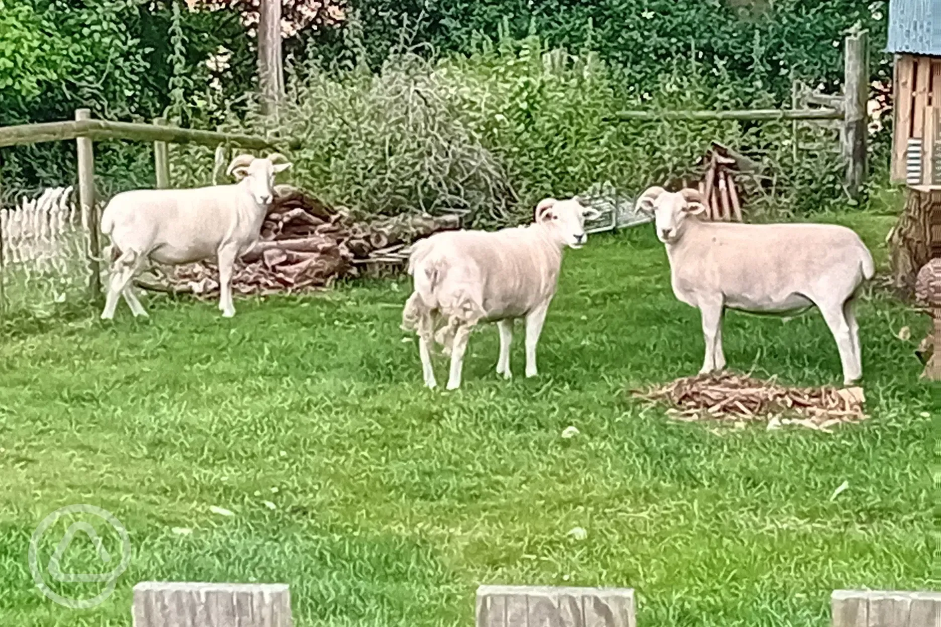 Onsite sheep