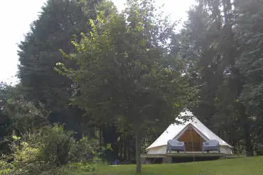 Bittern Bell Tent nestled beside a scot's pine