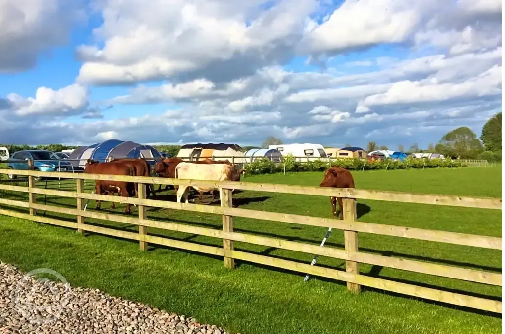 Cows onsite Cows onsite