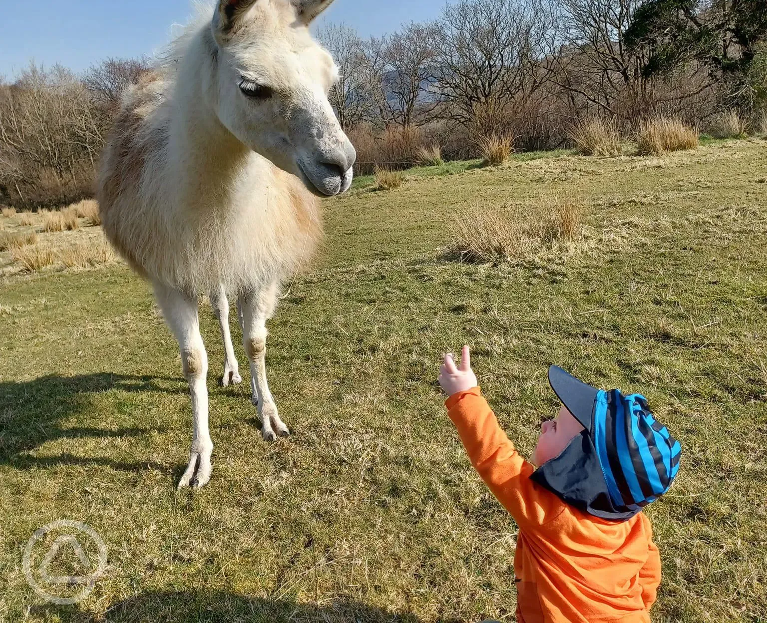 Kids love llamas