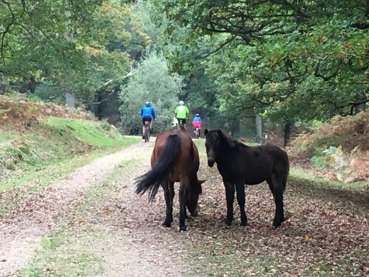 Ponies on the forest trails