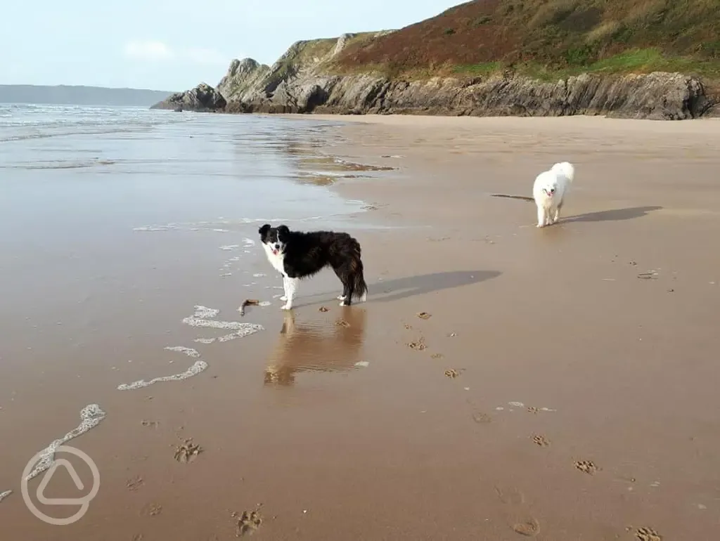 Gower dog friendly beaches