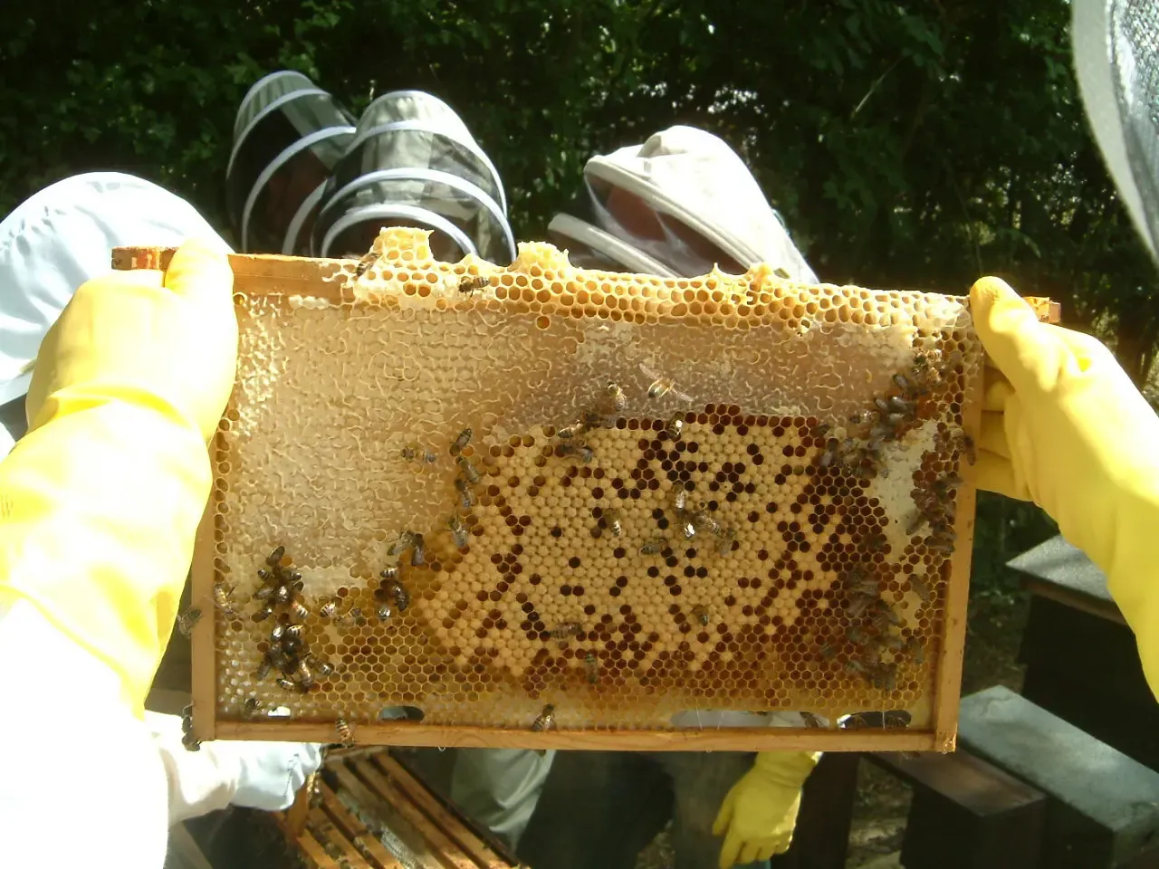 Beekeeping at Forest Garden Shovelstrode