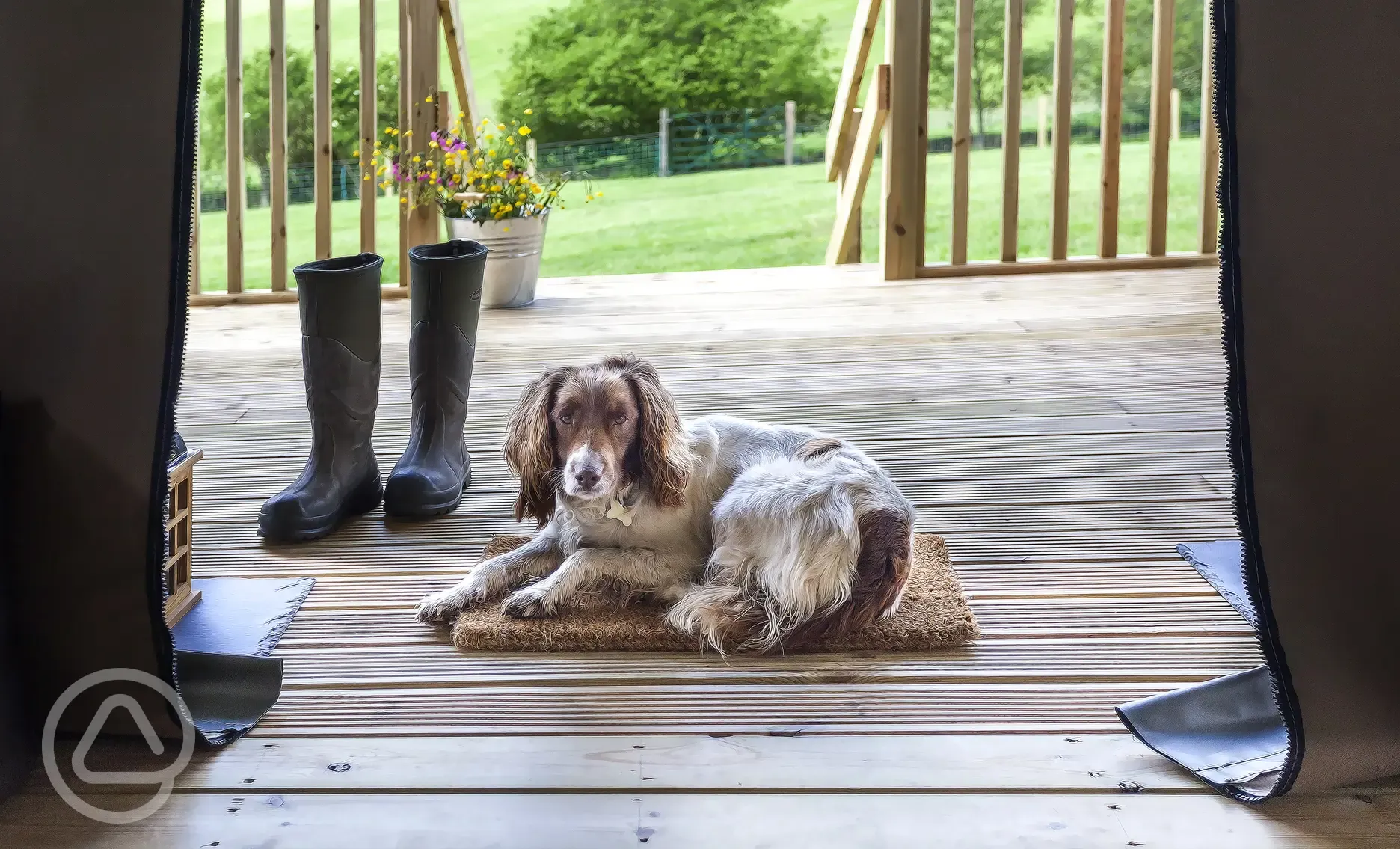 dog friendly glamping