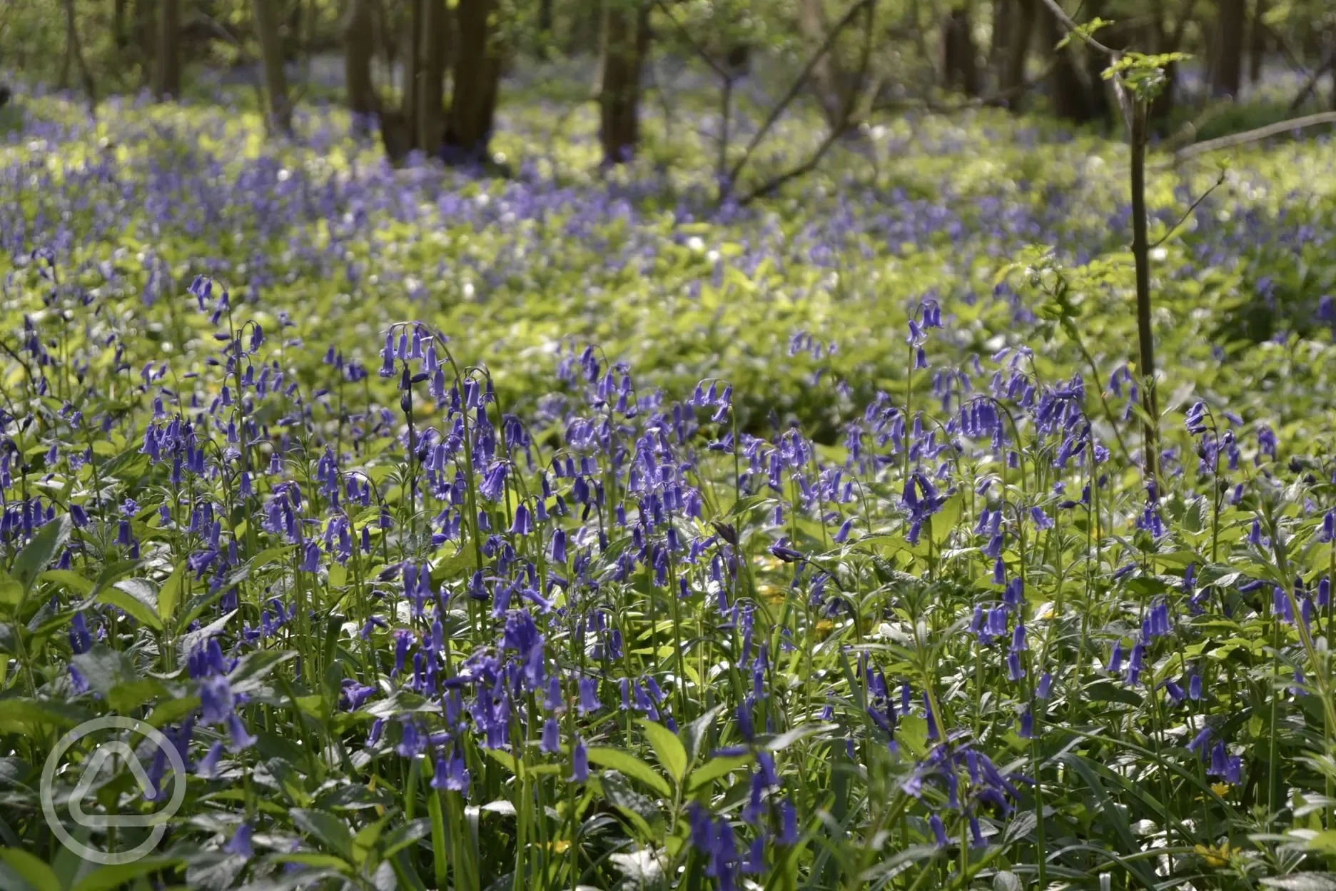 Local bluebell wood