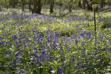 Local bluebell wood