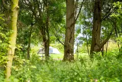 Woodland pitches 