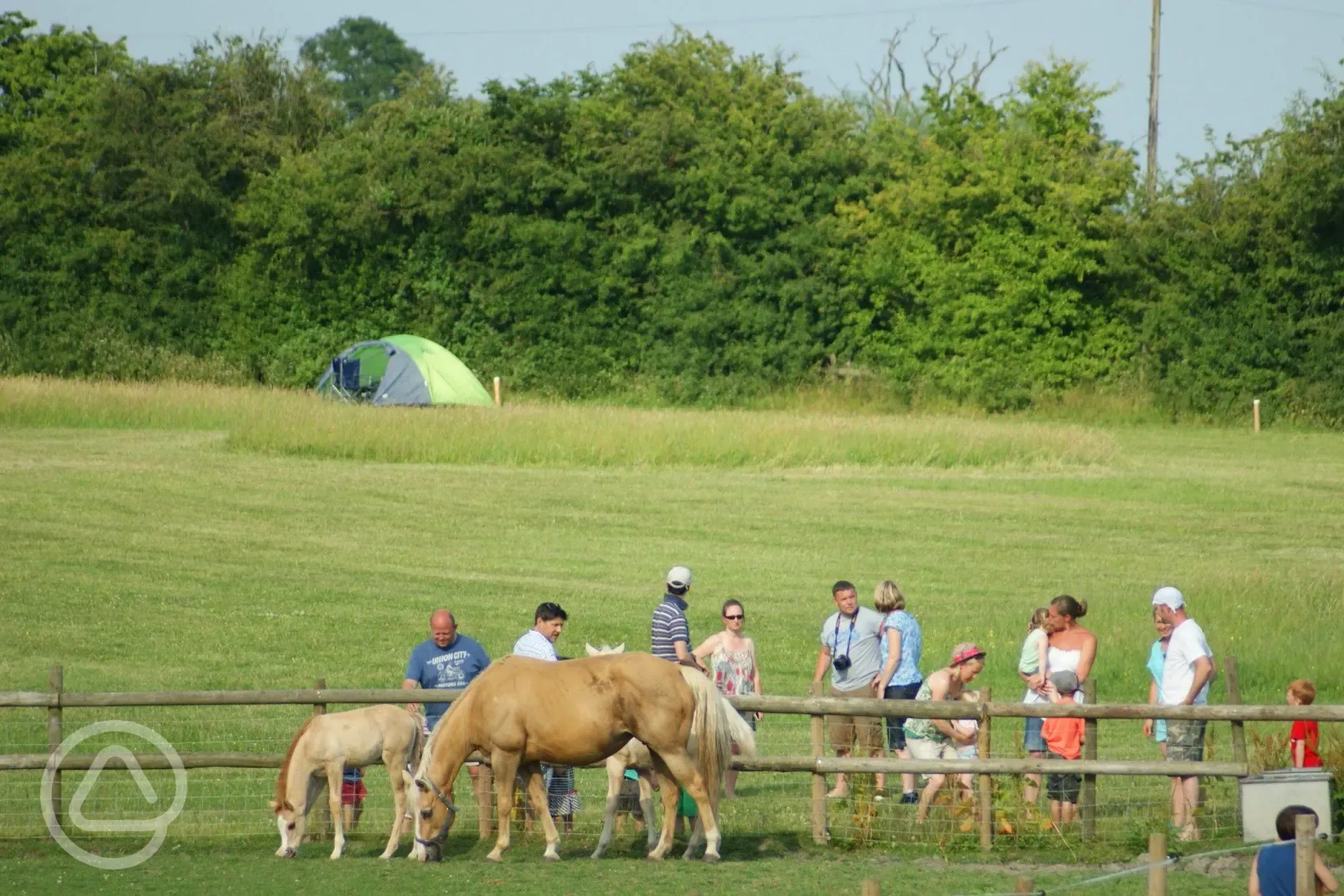 Grass pitches by the horses