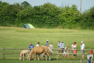 Grass pitches by the horses