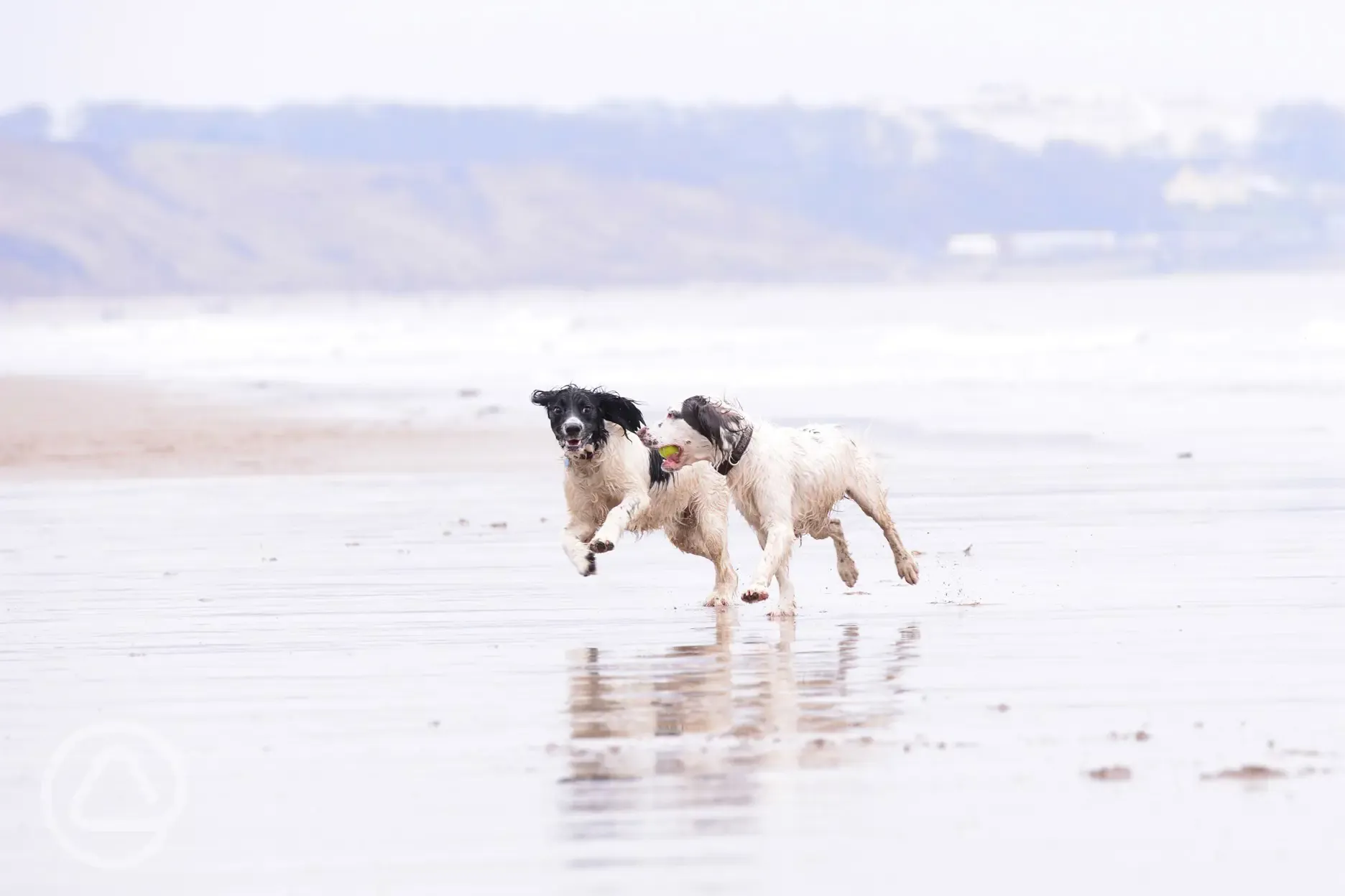 Our local dog friendly beach is just 20 minutes away
