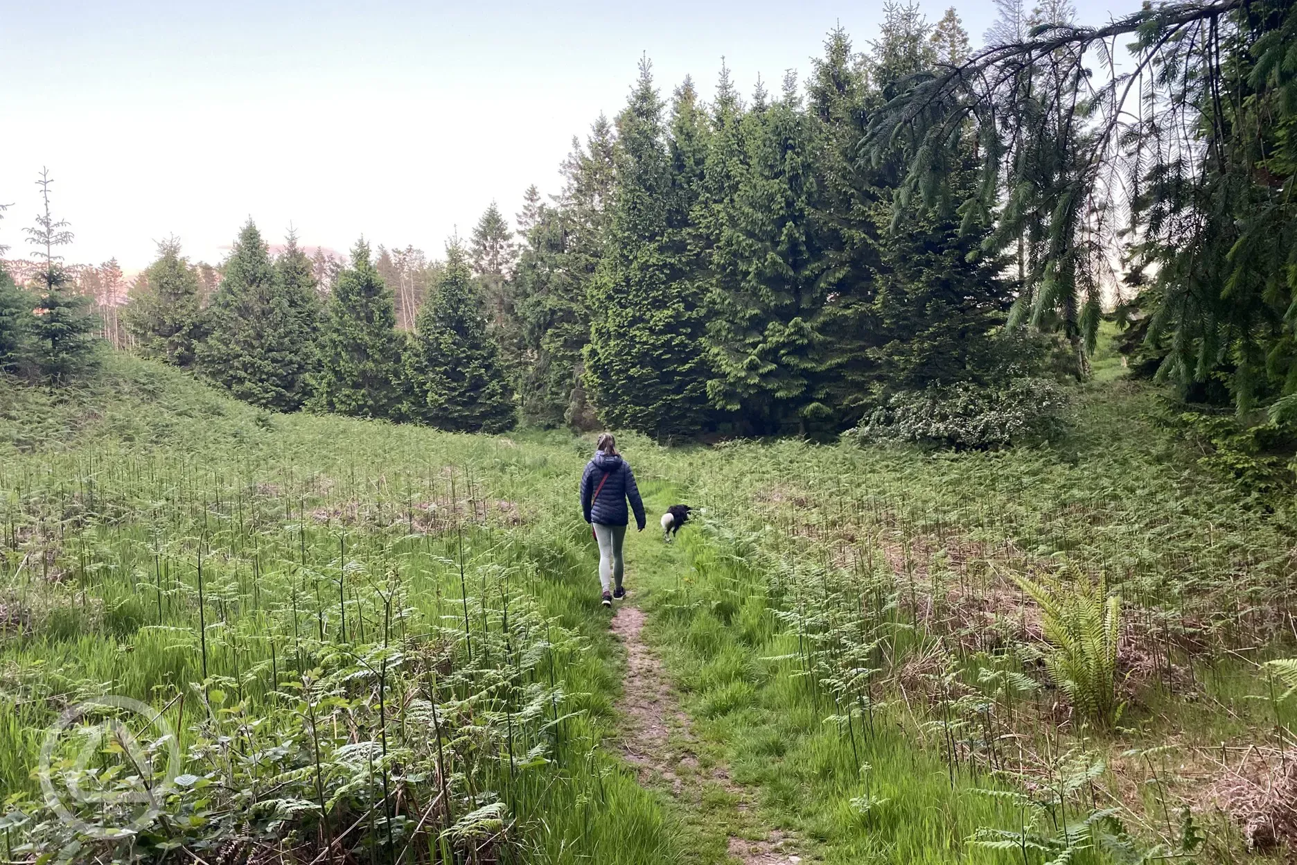 Local woodland walk