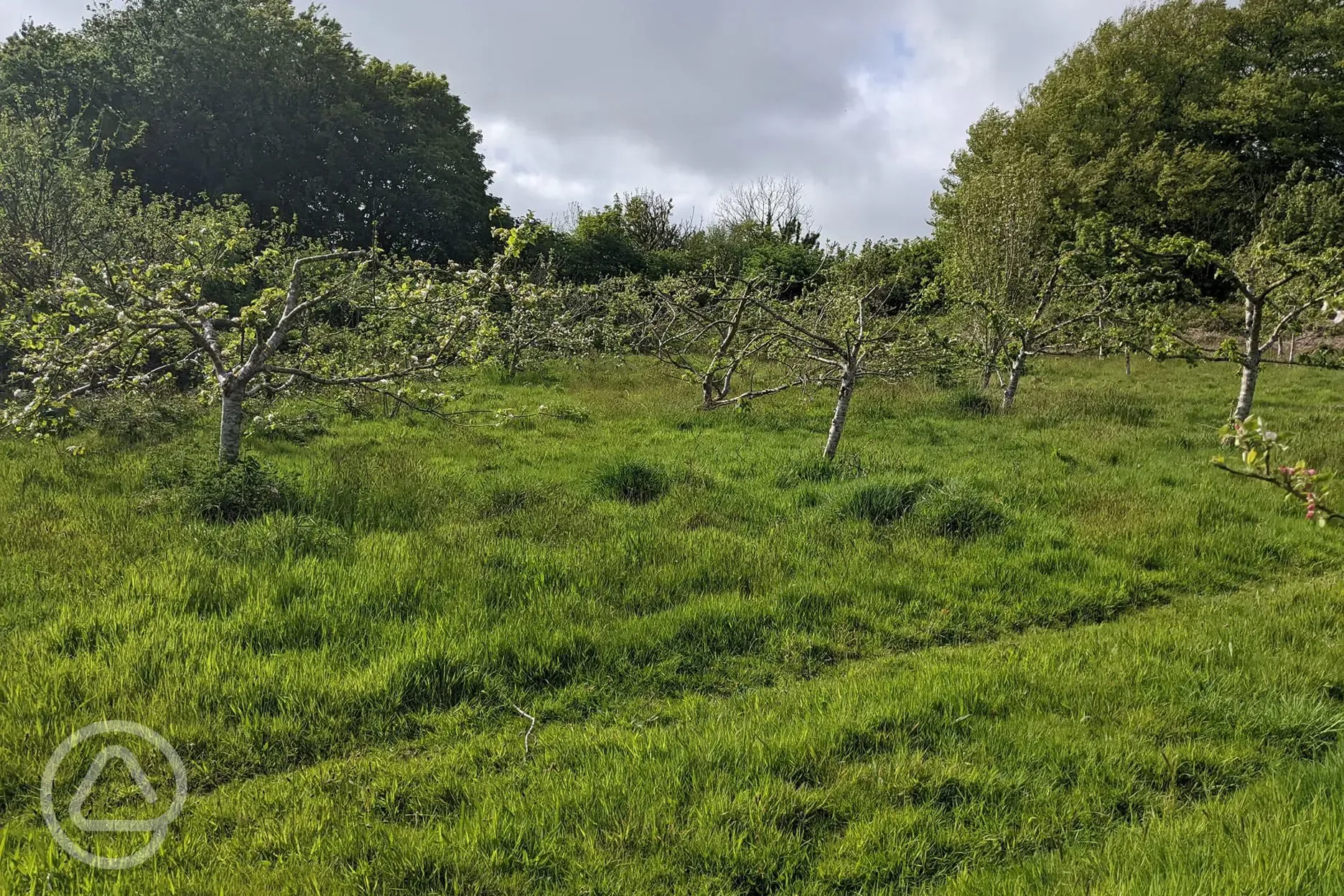 Apple orchard