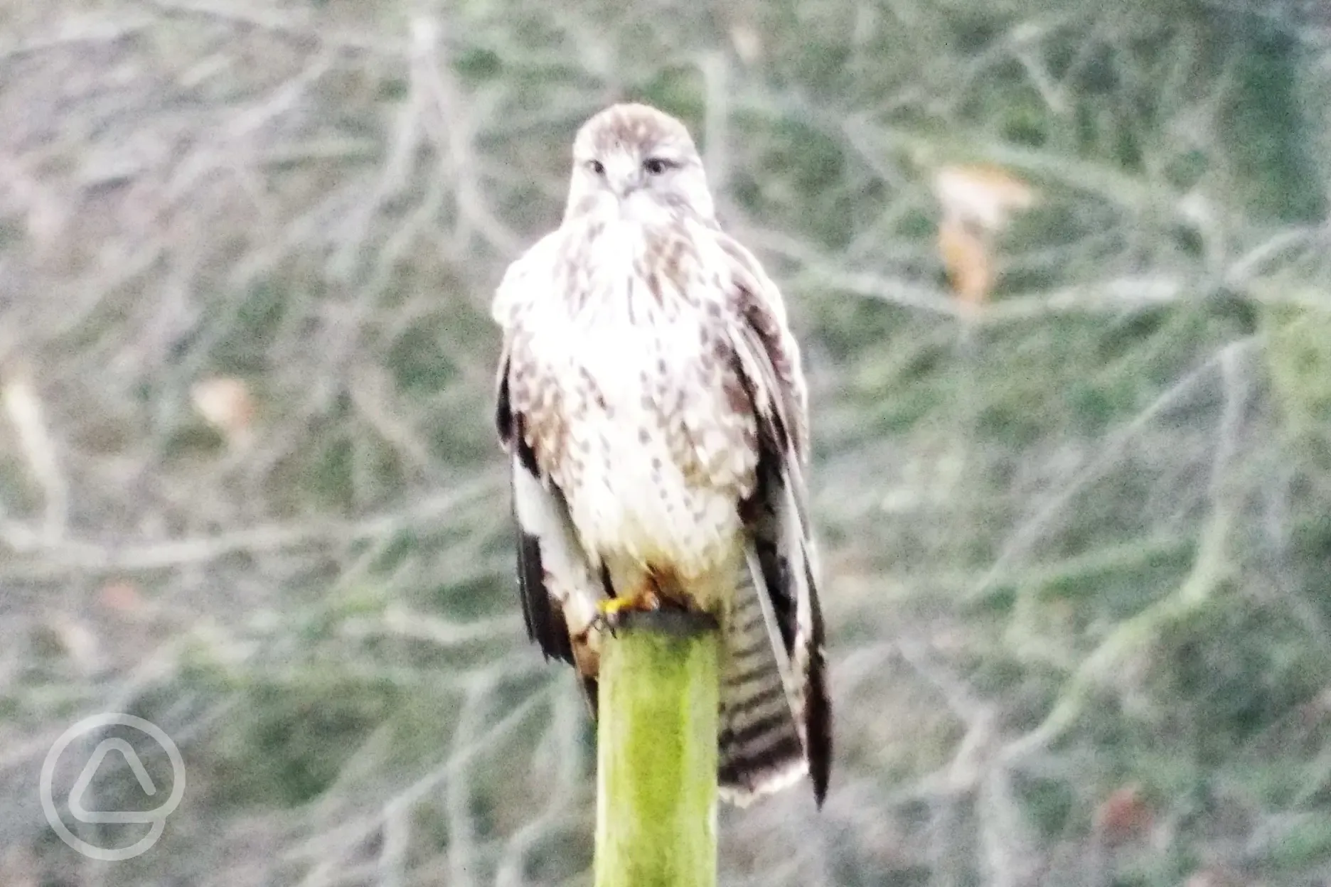 Buzzard