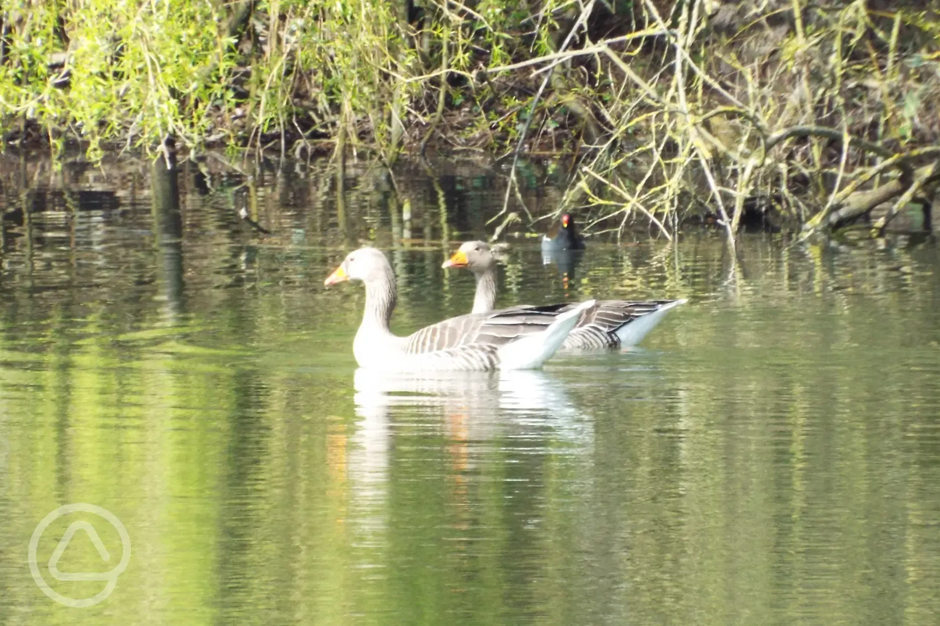 Grey leg geese and a moorhen 